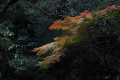 12月7日 布引の滝 37
