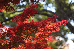 11月25日 明石公園 10