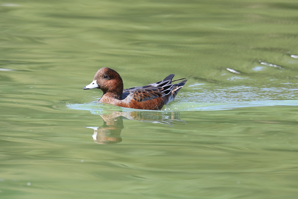 10月2日 明石公園 ８