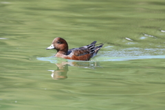 10月2日 明石公園 ８