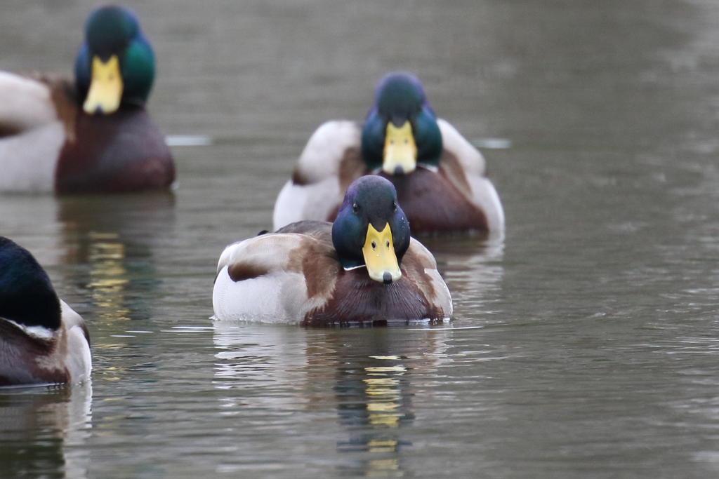 1月15日 明石公園 ７
