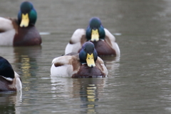 1月15日 明石公園 ７