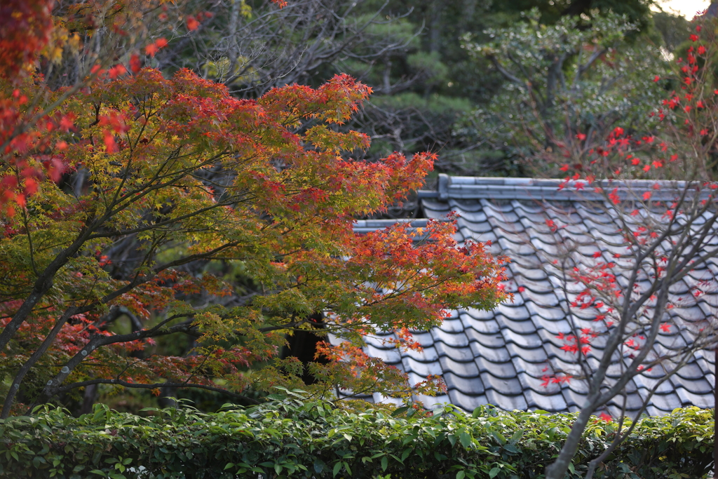 11月28日 相楽園 29