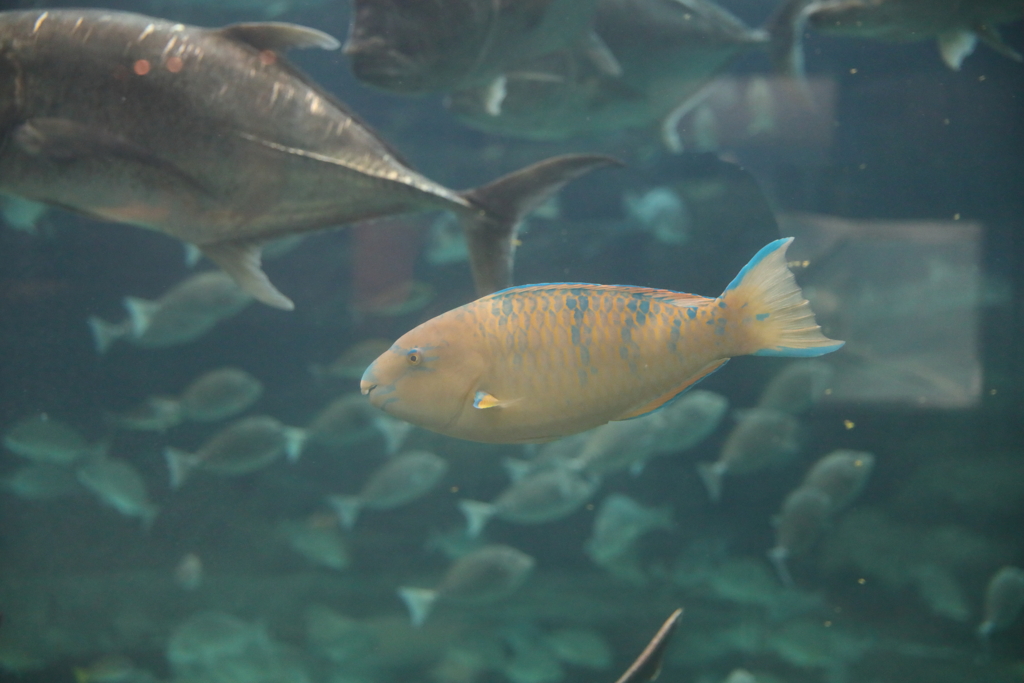 6月11日 須磨海浜水族園 ２