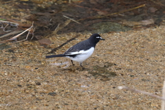 2月10日 夙川河川敷公園 ３