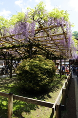 5月2日 奈良 32