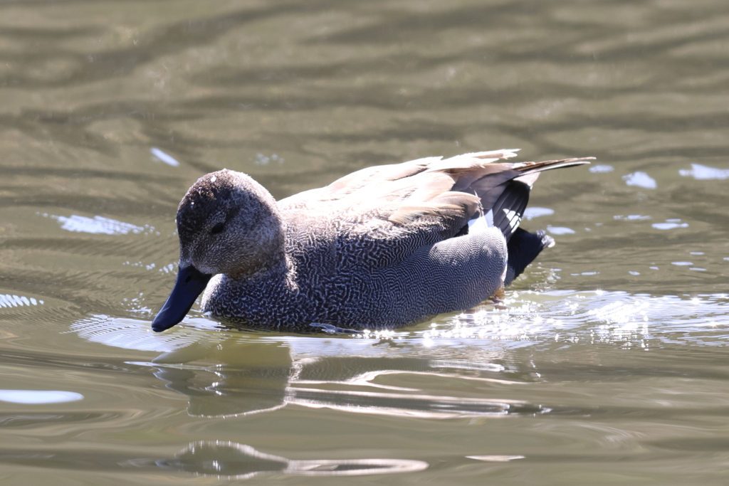 3月3日 明石公園 16