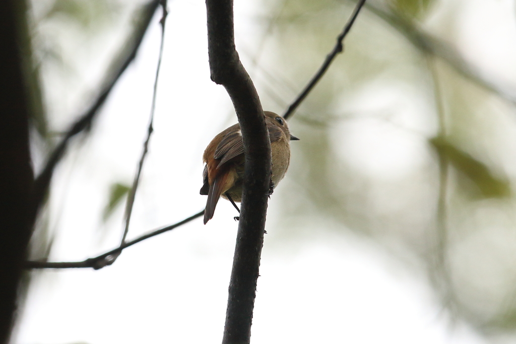 10月30日 明石公園 11