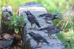 10月3日 明石公園 ８