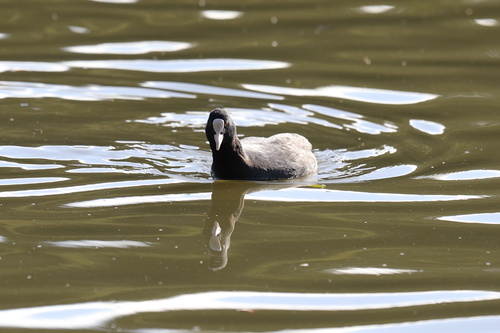 12月18日 明石公園 ４
