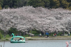 4月2日 明石公園 ３