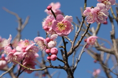 2月13日 岡本梅林公園 14
