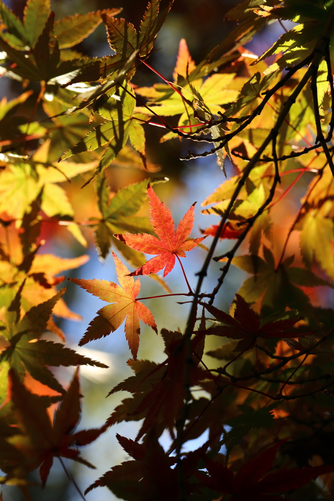 11月24日 相楽園 41