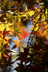 11月24日 相楽園 41