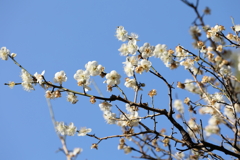 2月13日 岡本梅林公園 26
