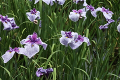 6月6日 須磨離宮公園 17