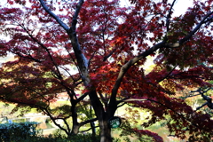 11月24日 相楽園 11 11月24日 相楽園 11