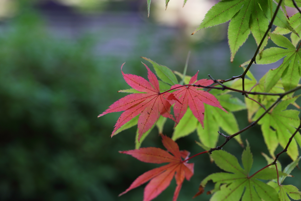 11月16日 相楽園 46