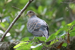 6月19日 明石公園 ９