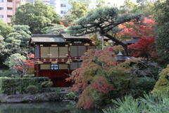 11月11日 相楽園 7 11月11日 相楽園 7