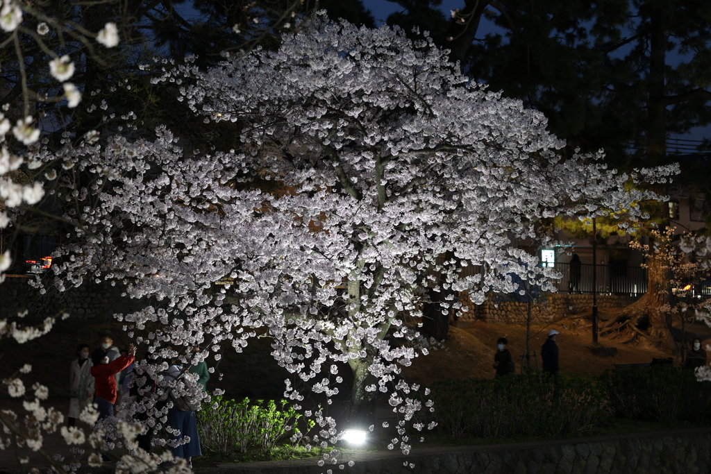 4月2日 夙川河川敷公園 19