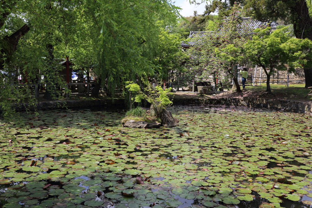 5月2日 奈良 47