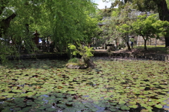 5月2日 奈良 47