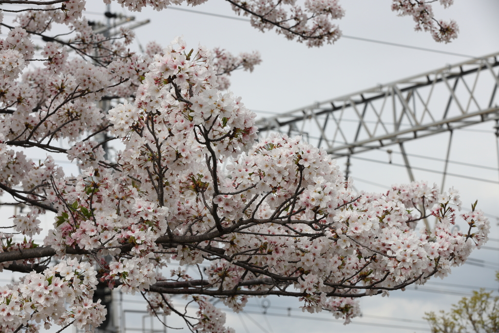 4月3日 夙川 ５