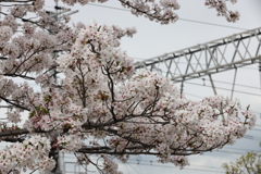 4月3日 夙川 ５