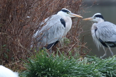 1月15日 明石公園 ４