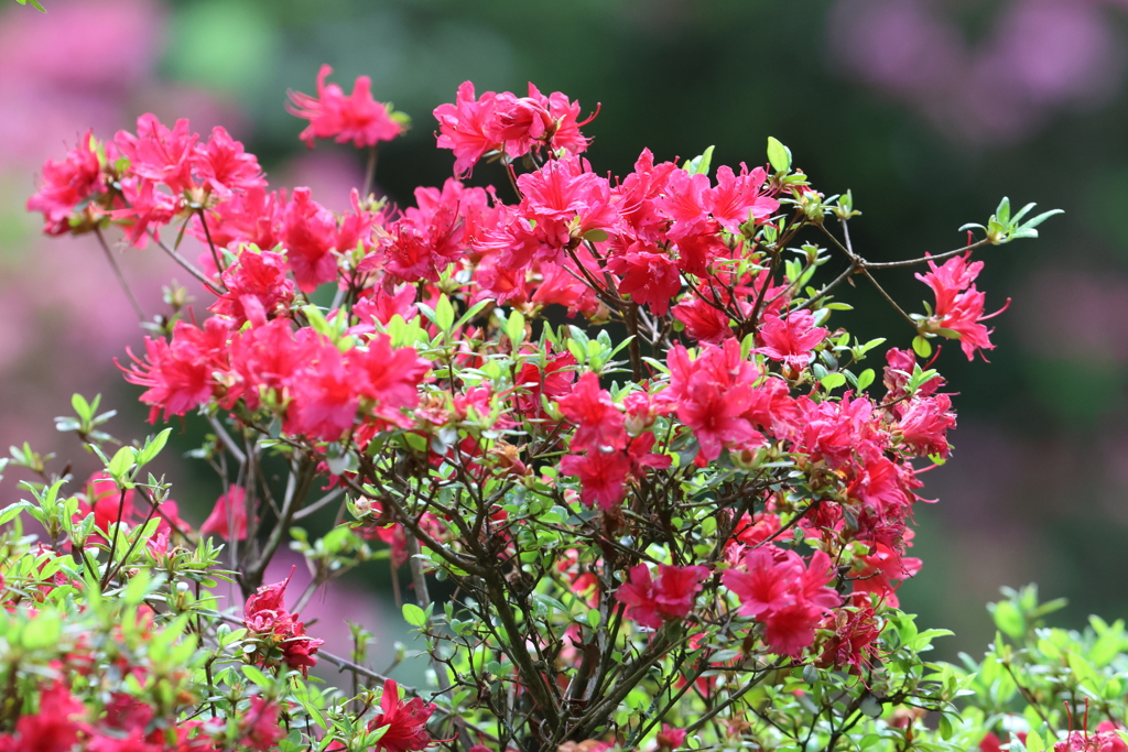 5月3日 神戸市立森林植物園 ２
