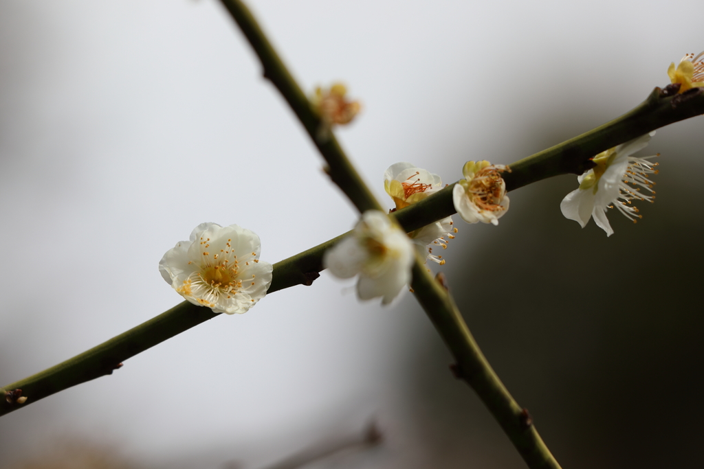 3月5日 岡本公園 11