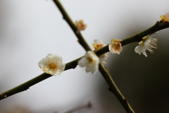 3月5日 岡本公園 11