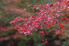 12月4日 明石公園 10