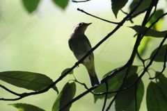 8月13日 明石公園 ８