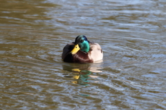 1月3日 明石公園 ２
