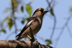 4月11日 明石公園 34