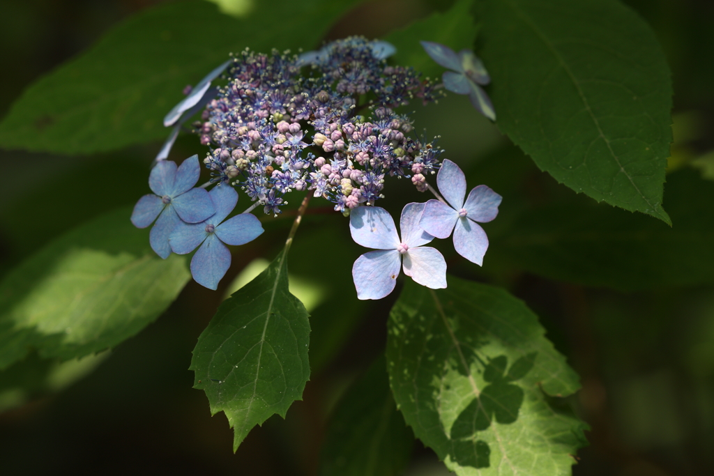 6月9日 布引ハーブ園 50