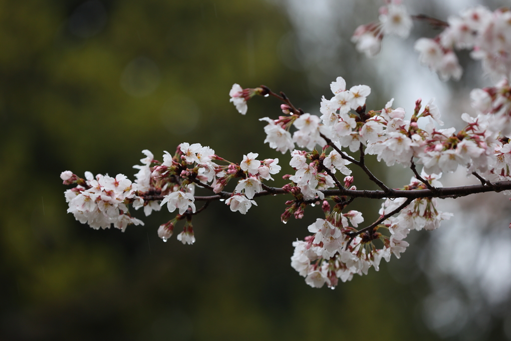 3月28日 明石公園 ５