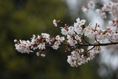 3月28日 明石公園 ５