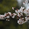 3月28日 明石公園 ５