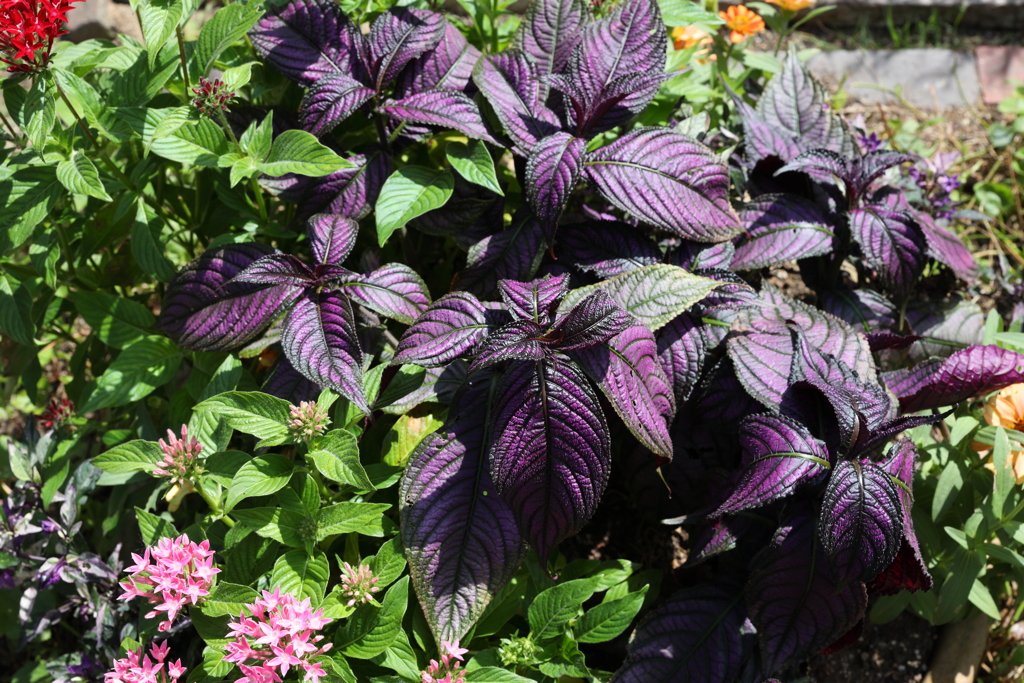 9月21日 布引ハーブ園 ８