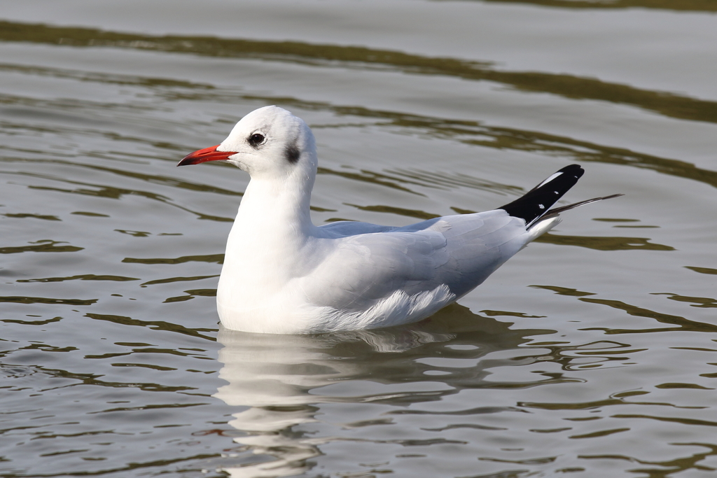 11月17日 明石公園 ７