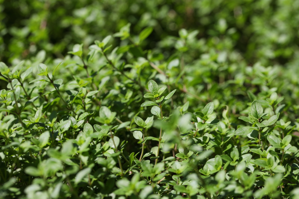 9月21日 布引ハーブ園 12