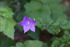 7月22日 布引ハーブ園 21