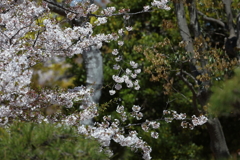 4月11日 明石公園 ６