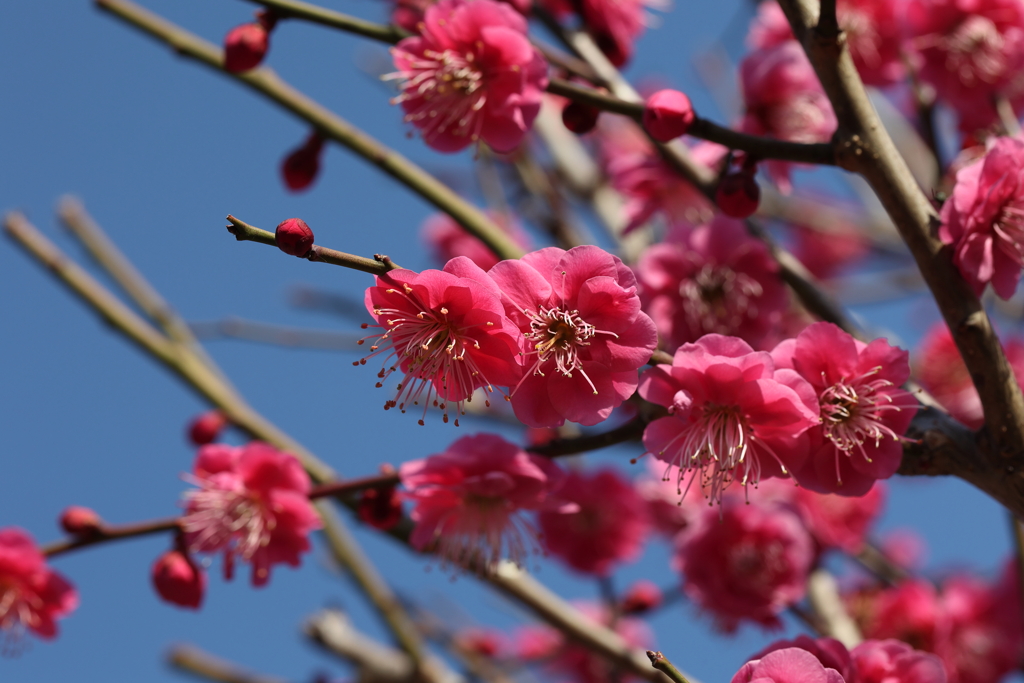 2月13日 岡本梅林公園 16
