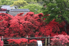 4月18日 長岡天神 15
