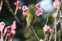 2月20日 須磨離宮公園 32