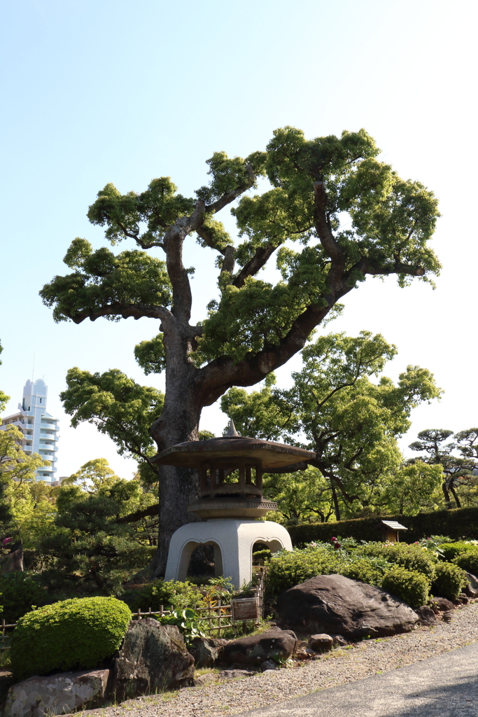 4月24日 相楽園 ２